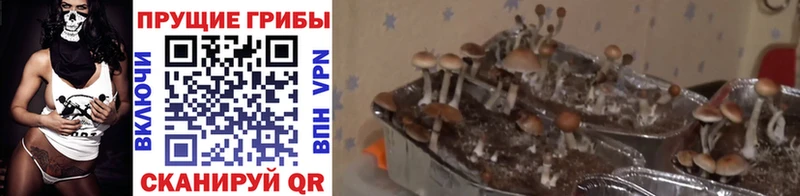 Галлюциногенные грибы ЛСД  Янаул 